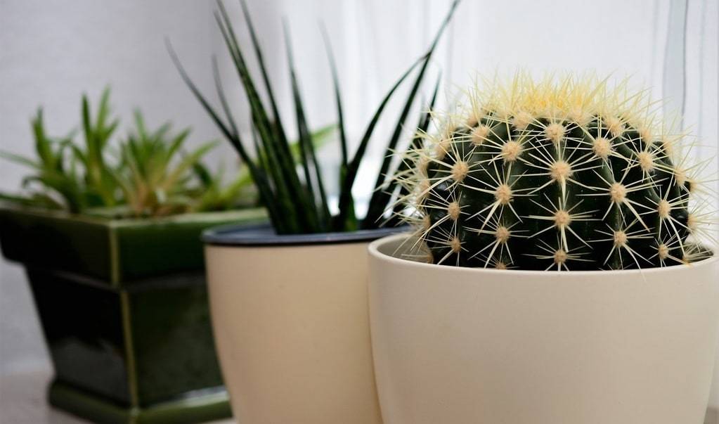 Astuces pour intégrer des plantes dans une décoration moderne